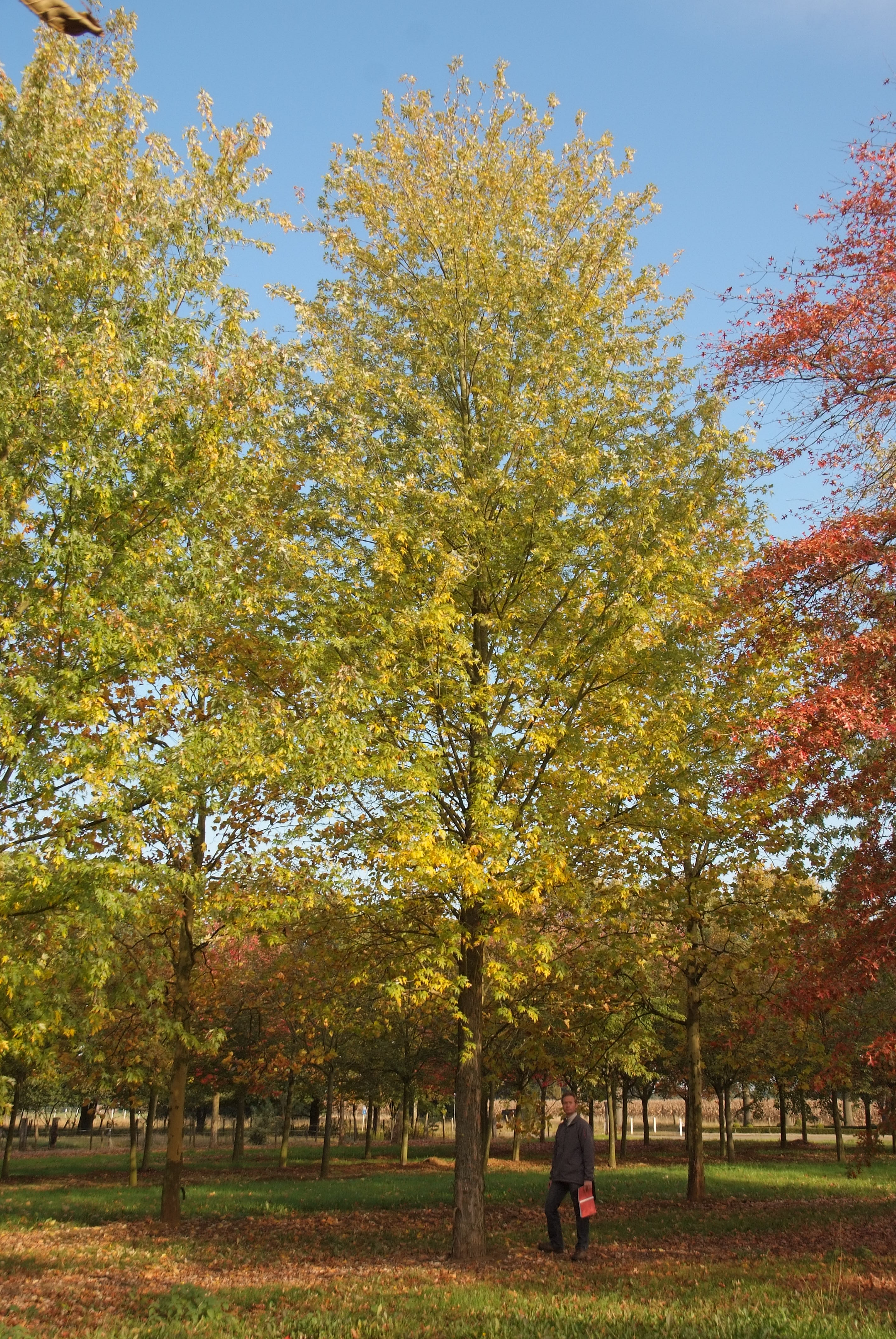 ცაცხვი - საჩარინუმი